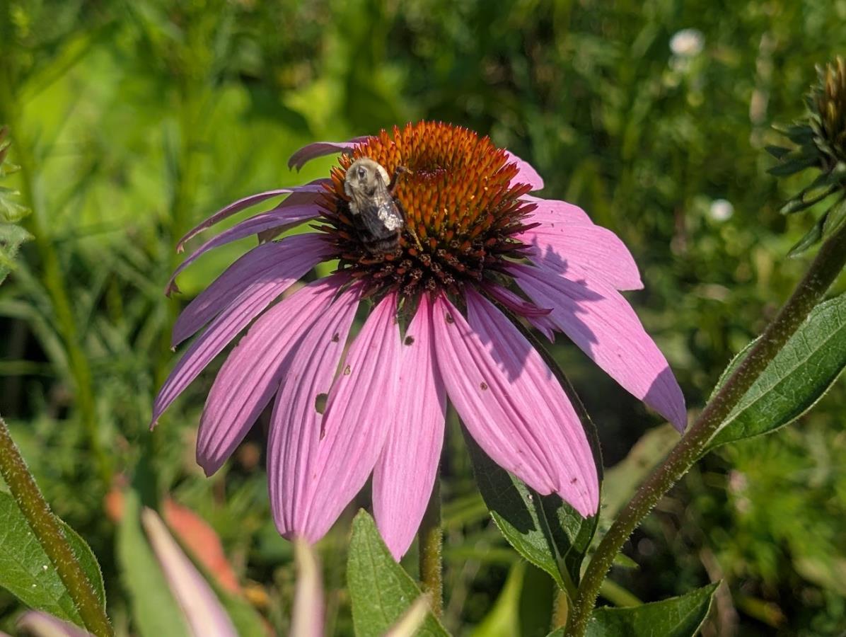Cone Flower and Bee-Lake Redstone